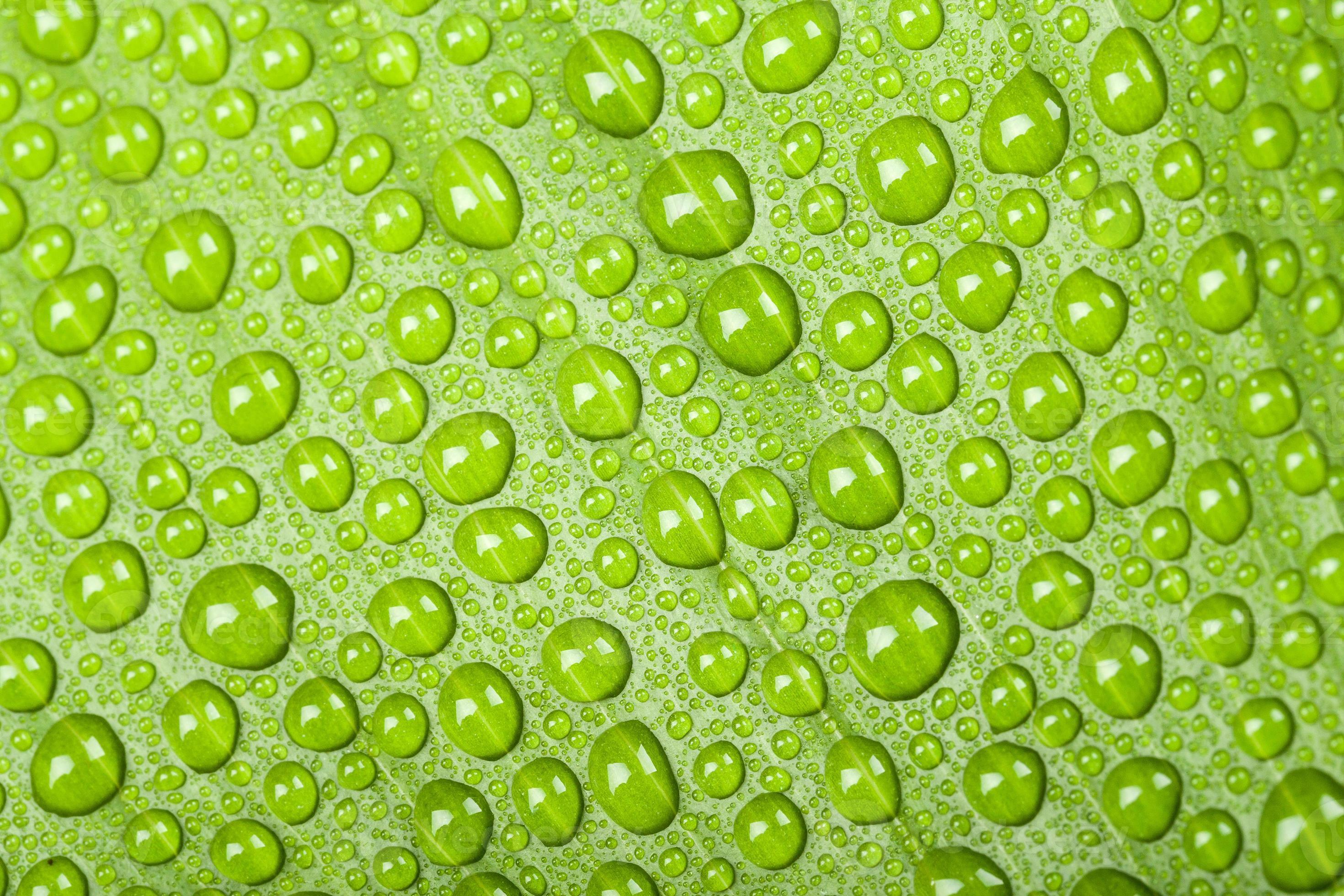Wassertropfen auf grünem Pflanzenblatt foto