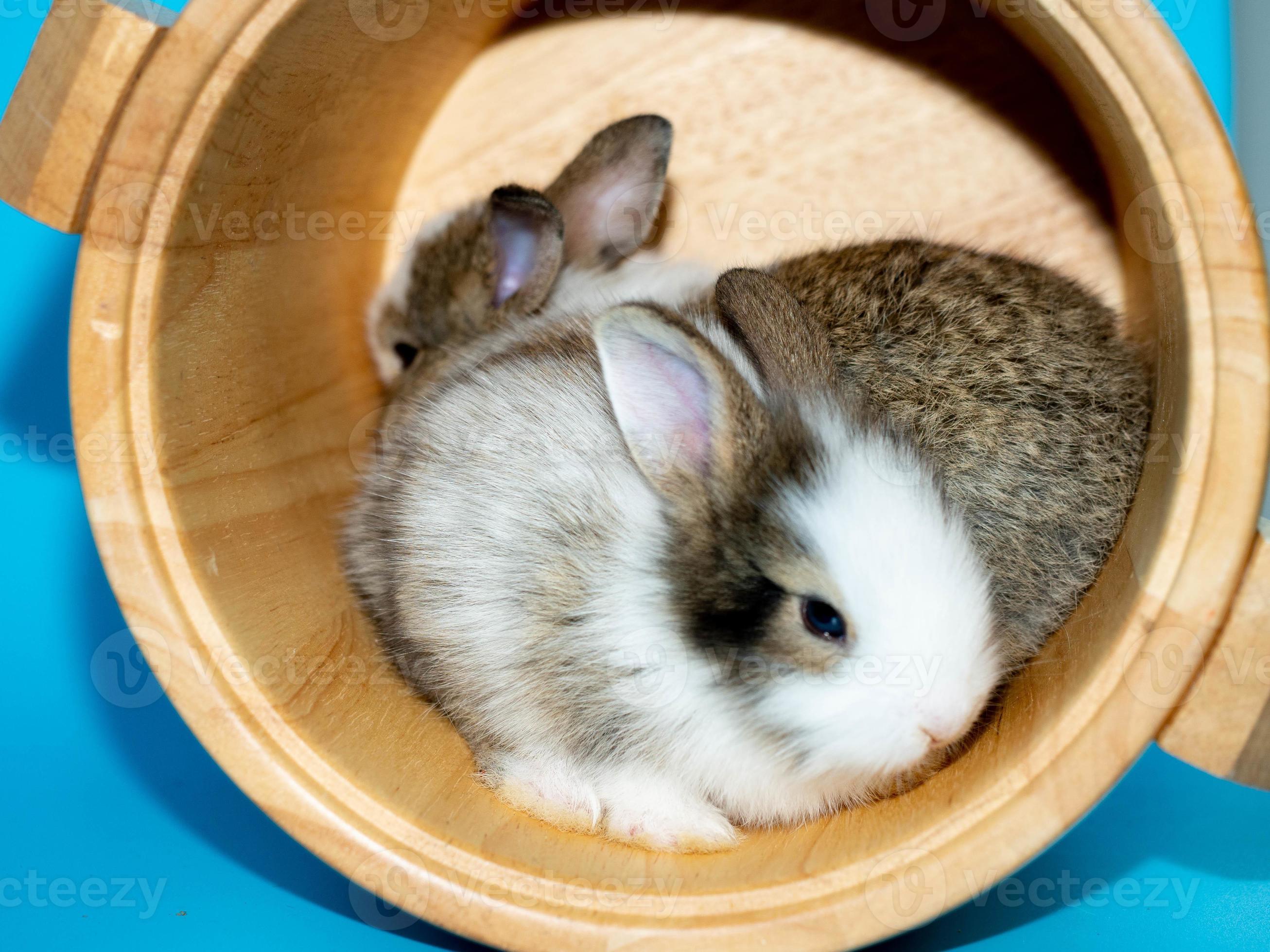 SYNYEY Kleine chinesische Hasenfiguren | 2023  Harz-Miniatur-Kaninchen-Ornamente - Chinesisches  Tierkreis-Jahr-Kaninchen-Ornament für Glück