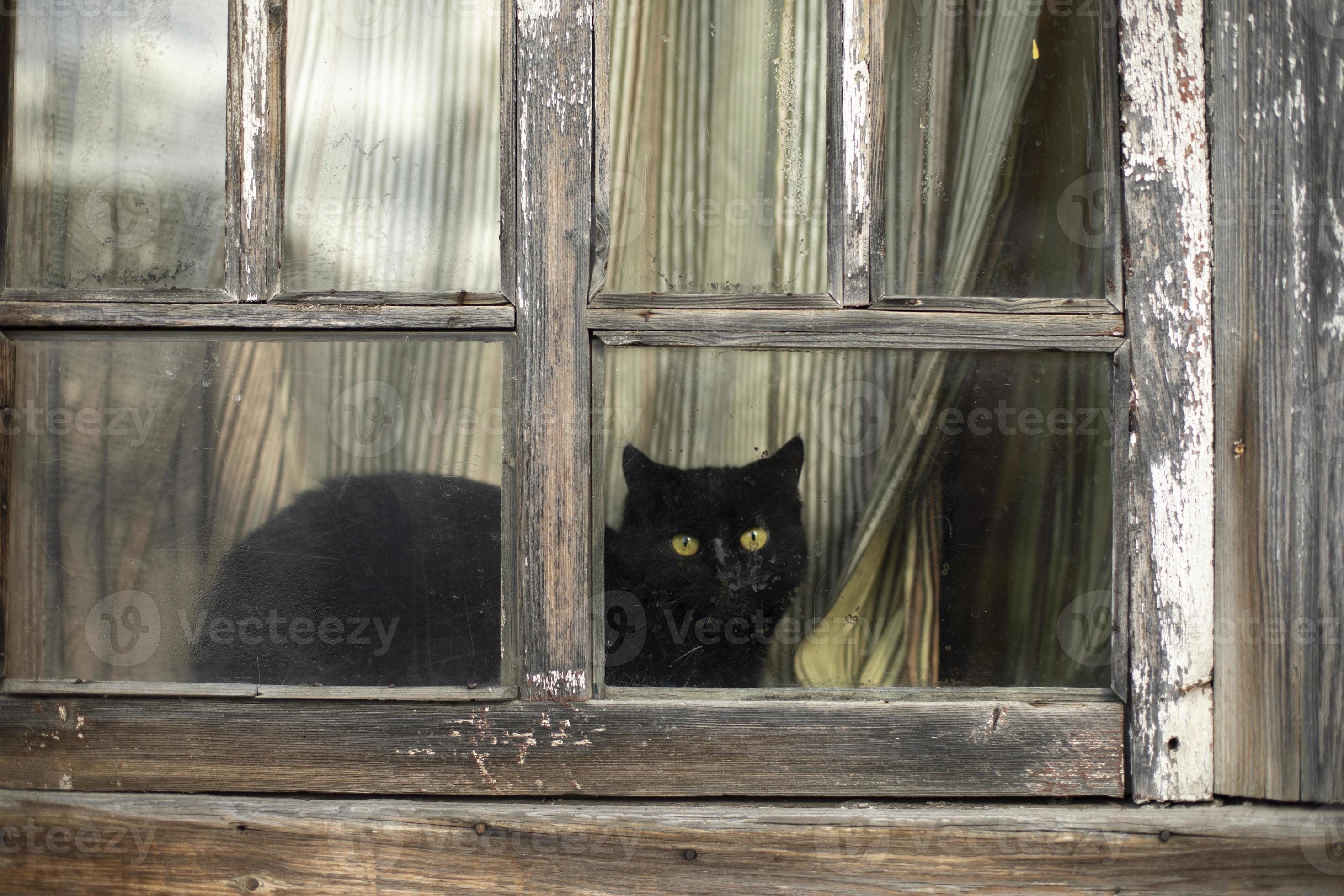 Hinter sich einer Gardine am geschlossen Fenster, lauert eine schwarze  Katze . Links am Bild ein kleiner Rest von einer grünen Hecke. - ein  lizenzfreies Stock Foto von Photocase