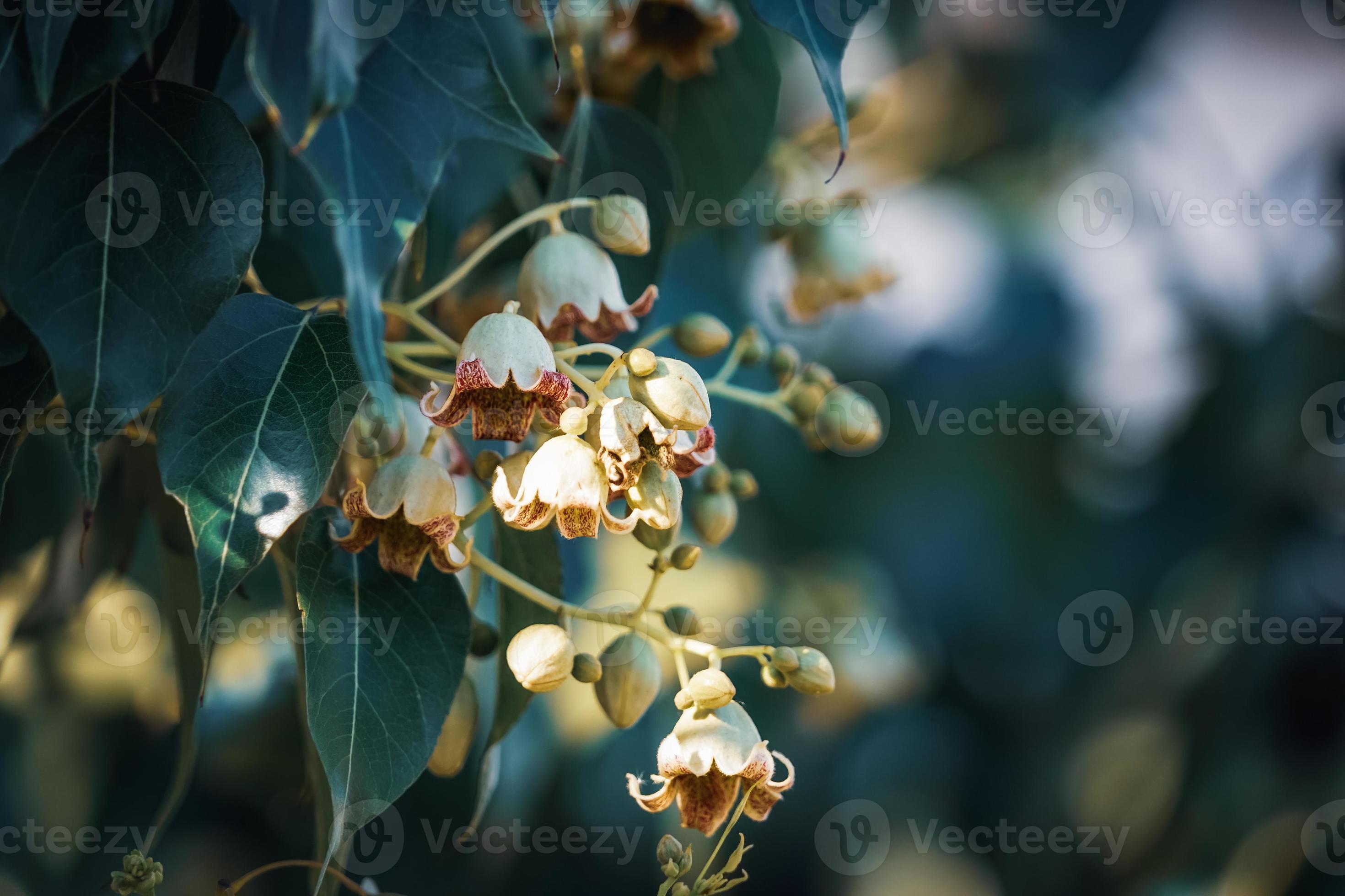 kleine Blüten und Knospen des Flaschenbaums foto