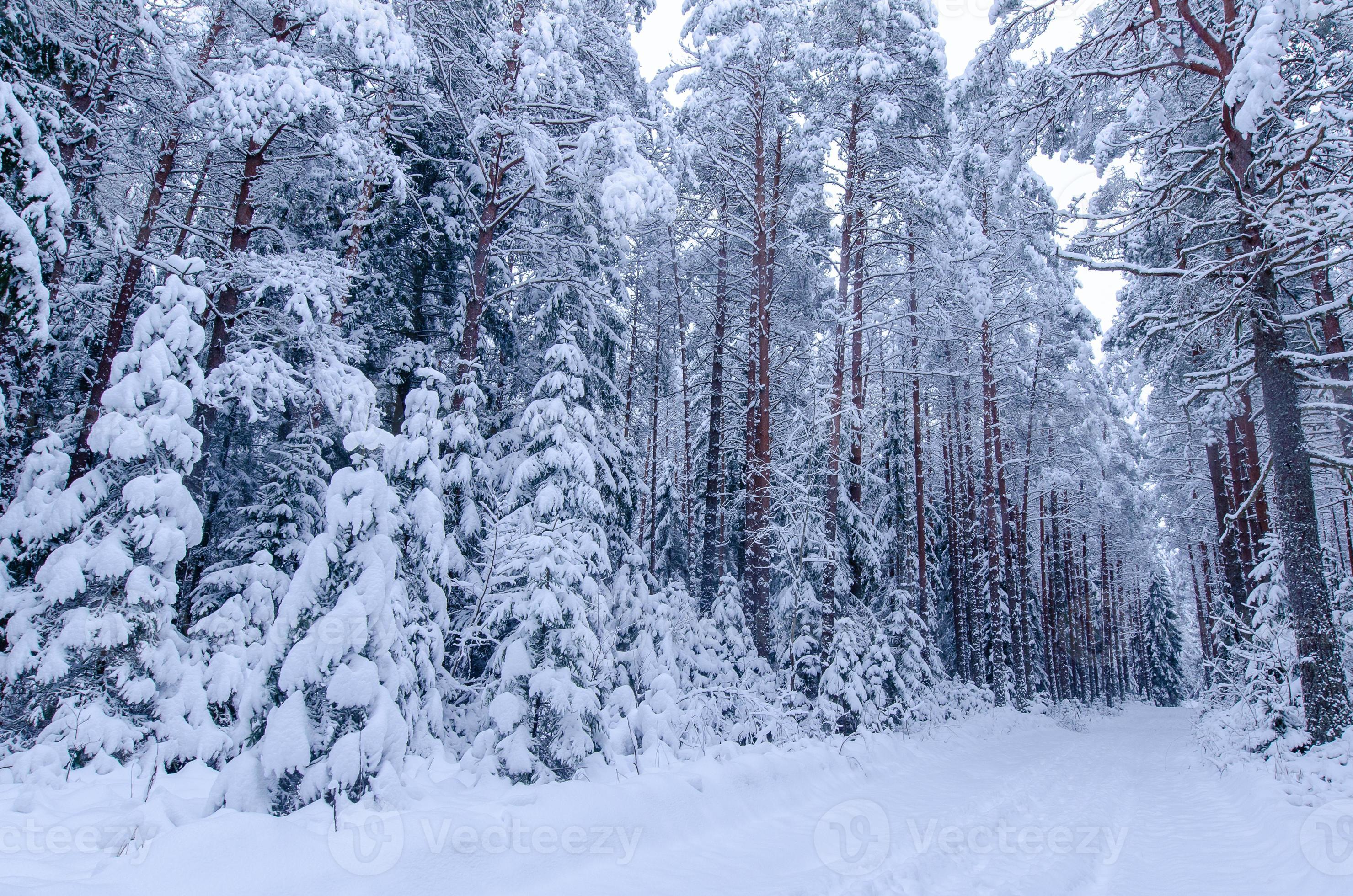 Schneebedeckter Winterwald Bäume Fußmatte Türmatte 60x40cm Winter #94215