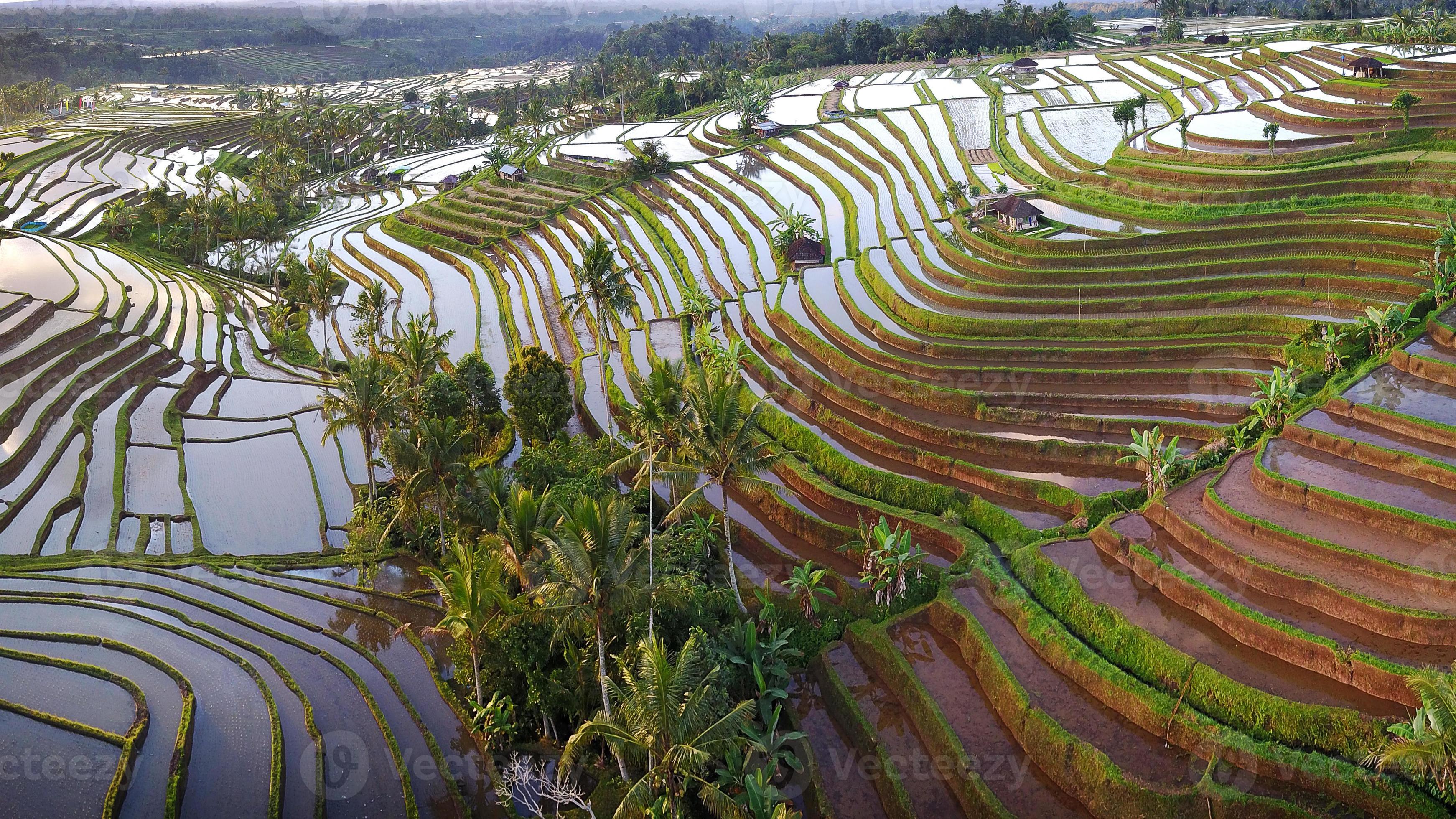 Luftaufnahme von Bali Reisterrassen foto