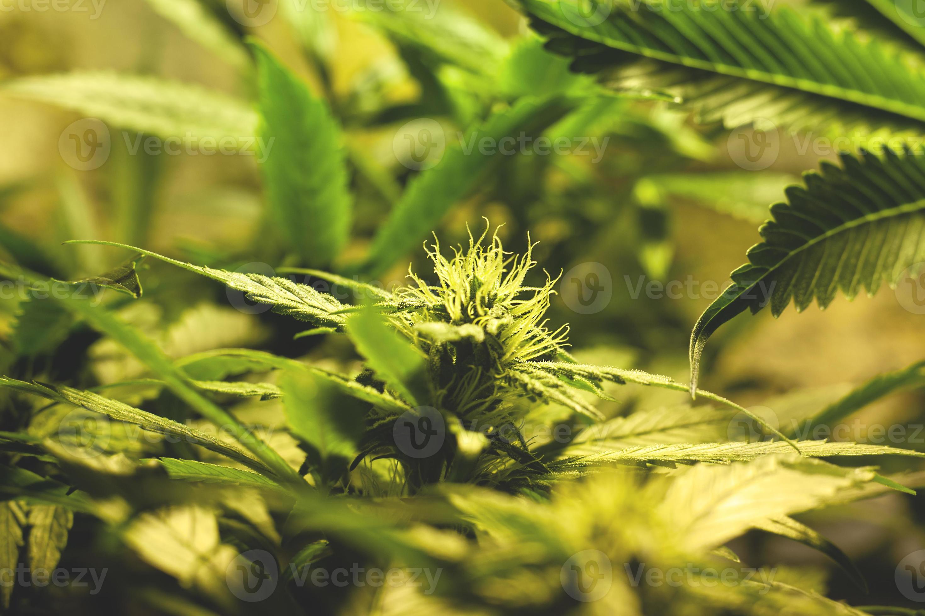 Anbau von grünen Cannabisknospen in Innenräumen, Anbau von medizinischem Marihuana foto