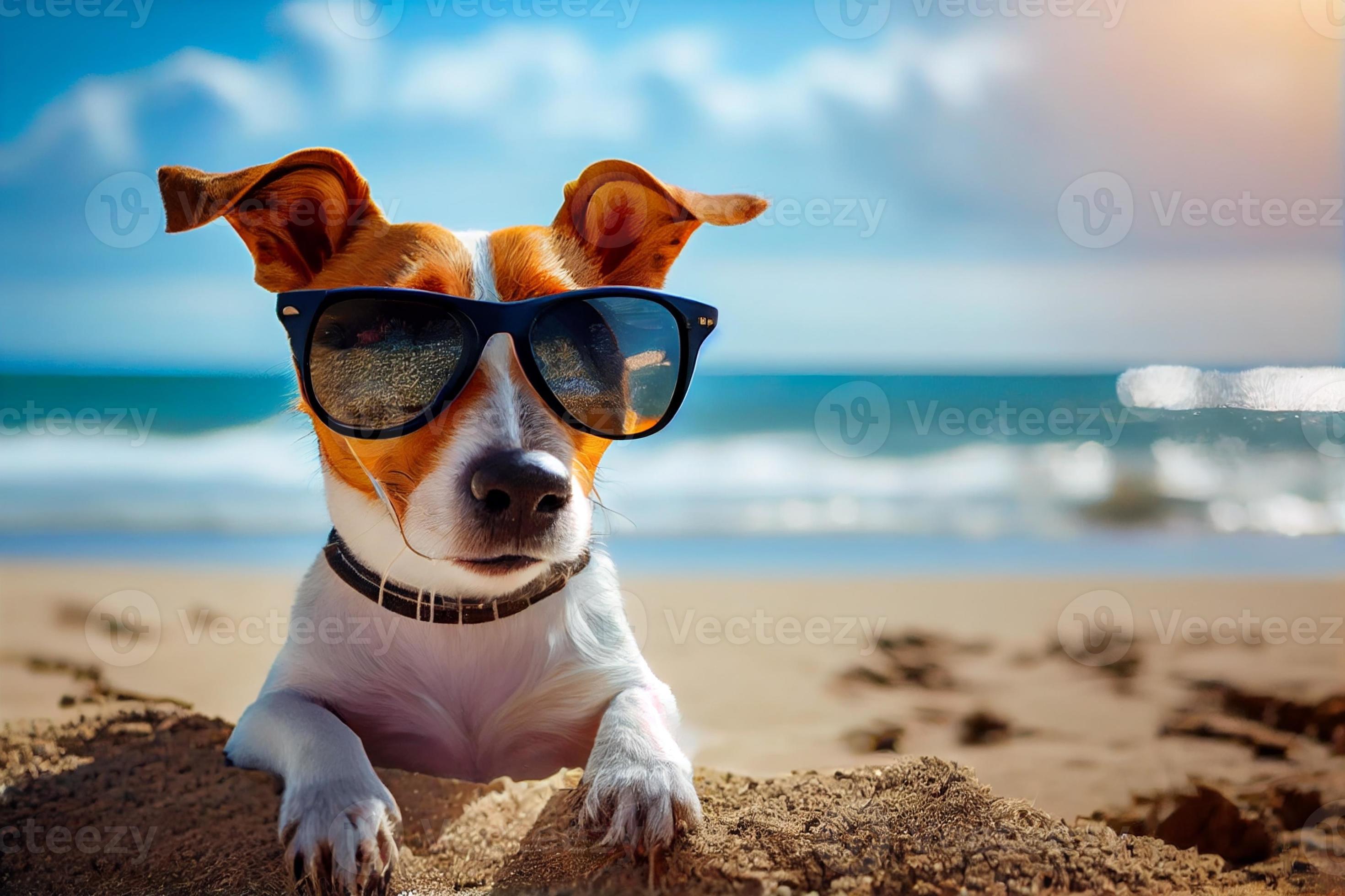 Süße Kleine Terrier Hund Trägt Sonnenbrille In Einem Vollen Auto Kofferraum  Bereit Für Einen Urlaub Stockfoto und mehr Bilder von Auto - iStock