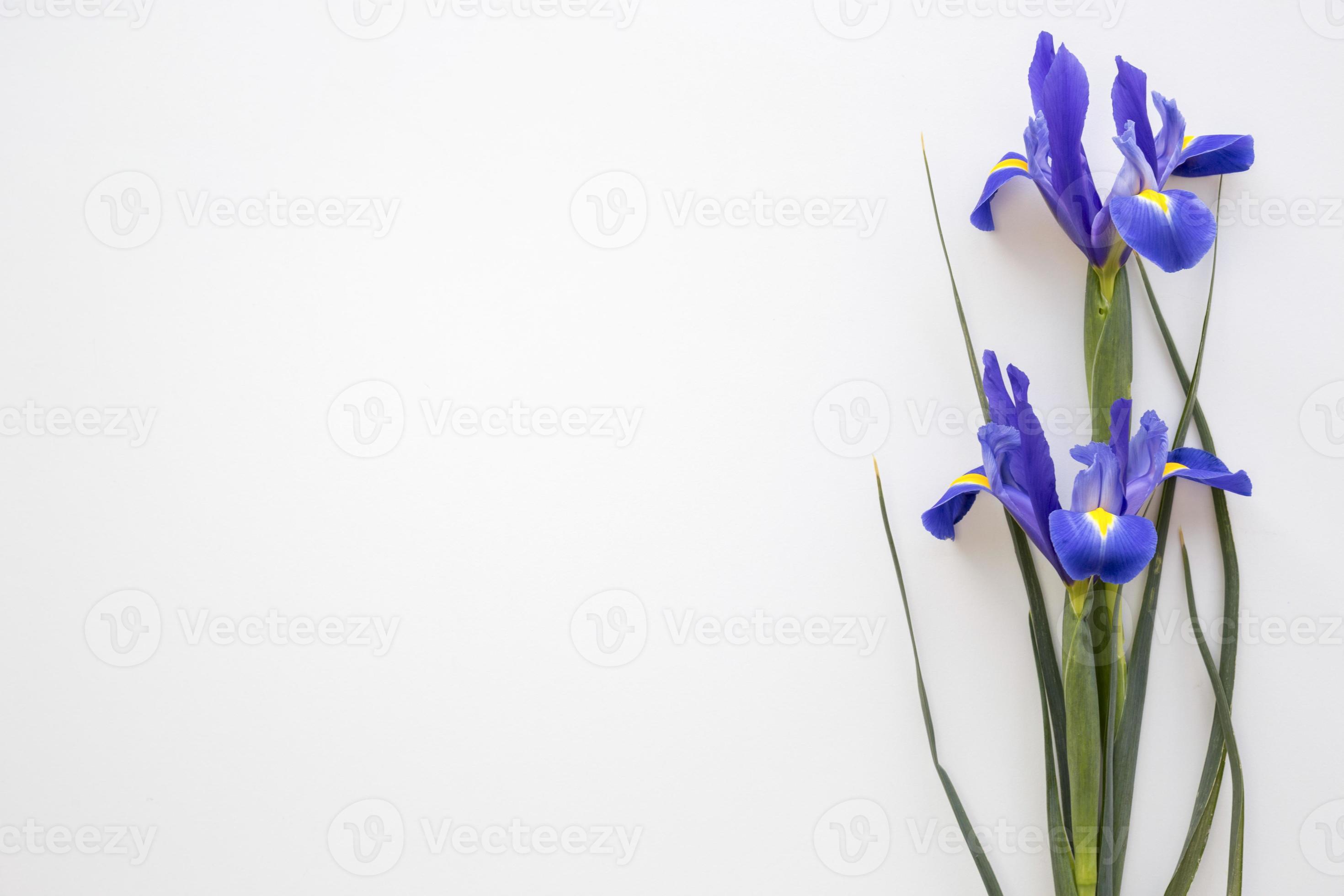lila Irisblumen lokalisierten weißen Hintergrund. schöne Qualität und Auflösung schönes Fotokonzept foto