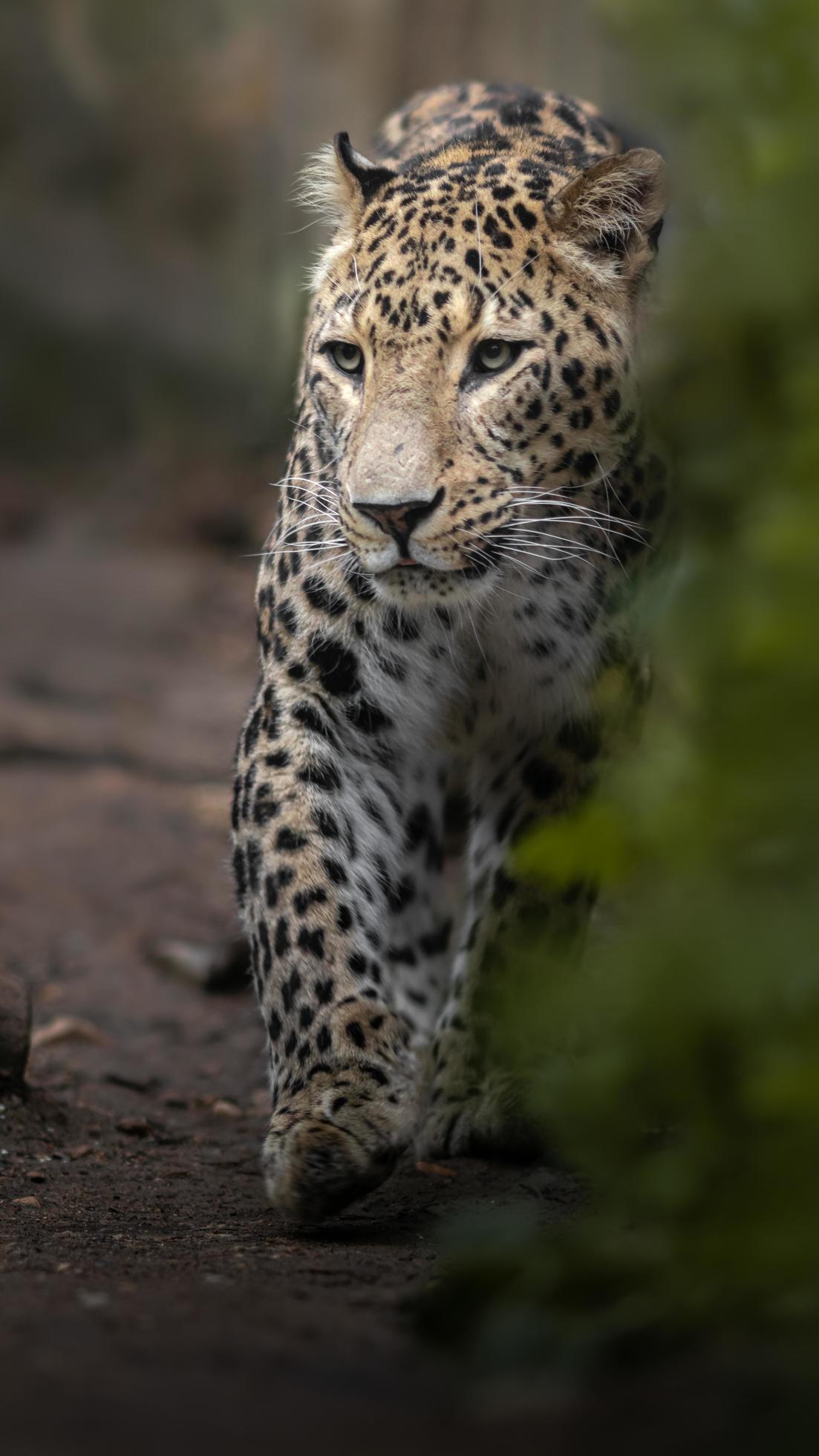Porträt des persischen Leoparden foto