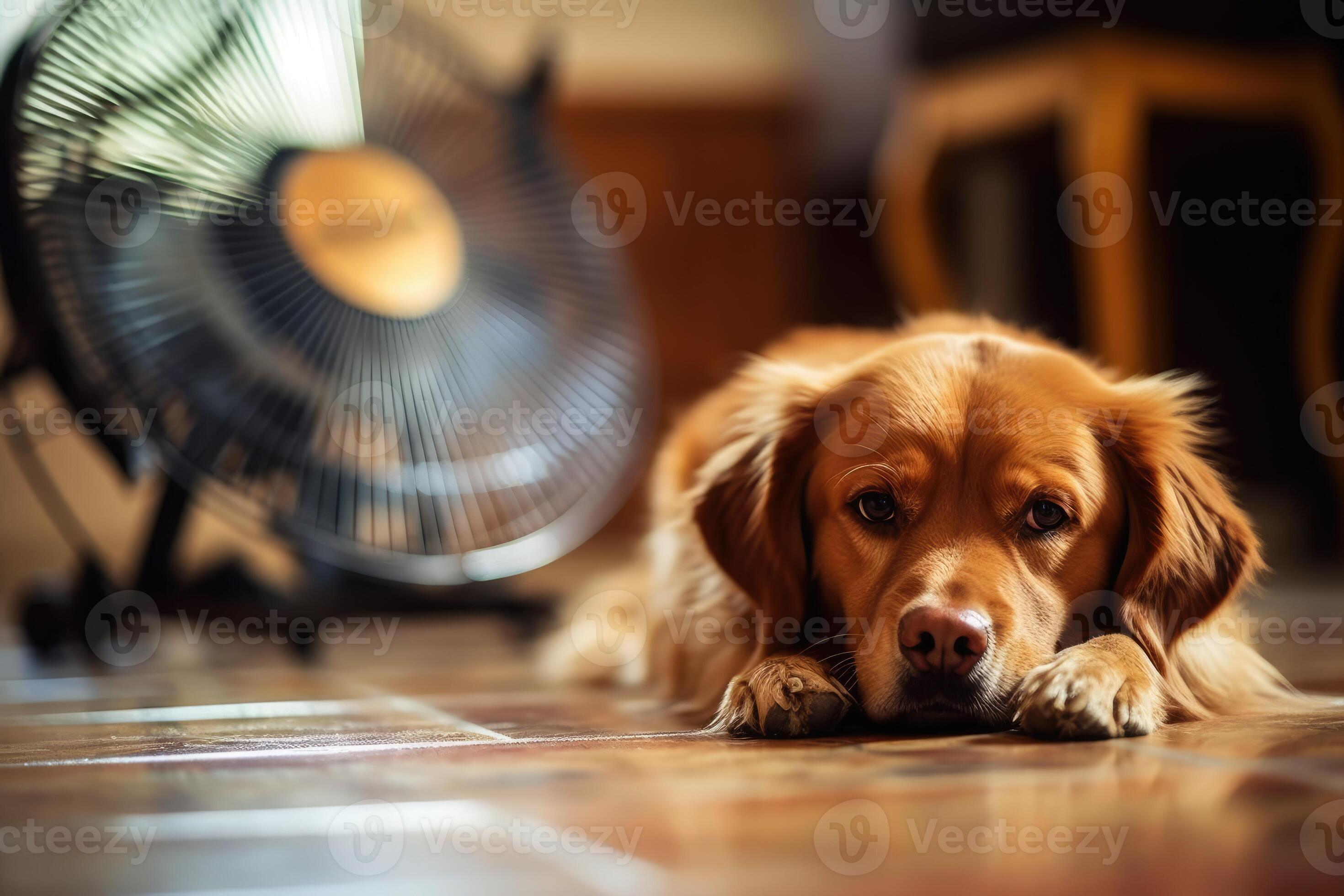 süß Hund Lügen auf cool Matte im heiß Tag suchen hoch, isoliert, Sommer-  Hitze. ai generiert 24512490 Stock-Photo bei Vecteezy