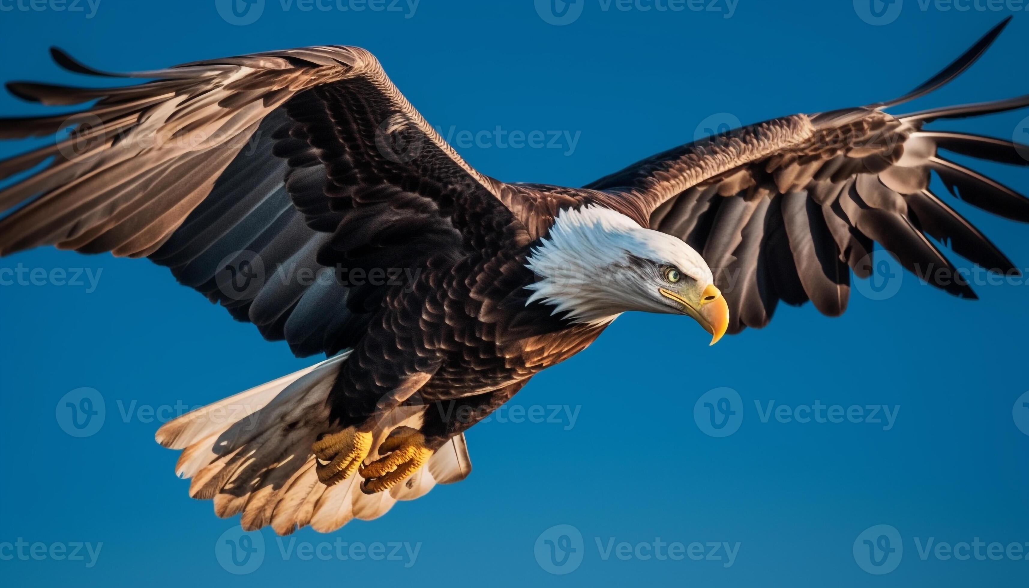 kahl Adler hochfliegend majestätisch im klar Blau Himmel, Krallen  verlängert generiert durch ai 24540740 Stock-Photo bei Vecteezy