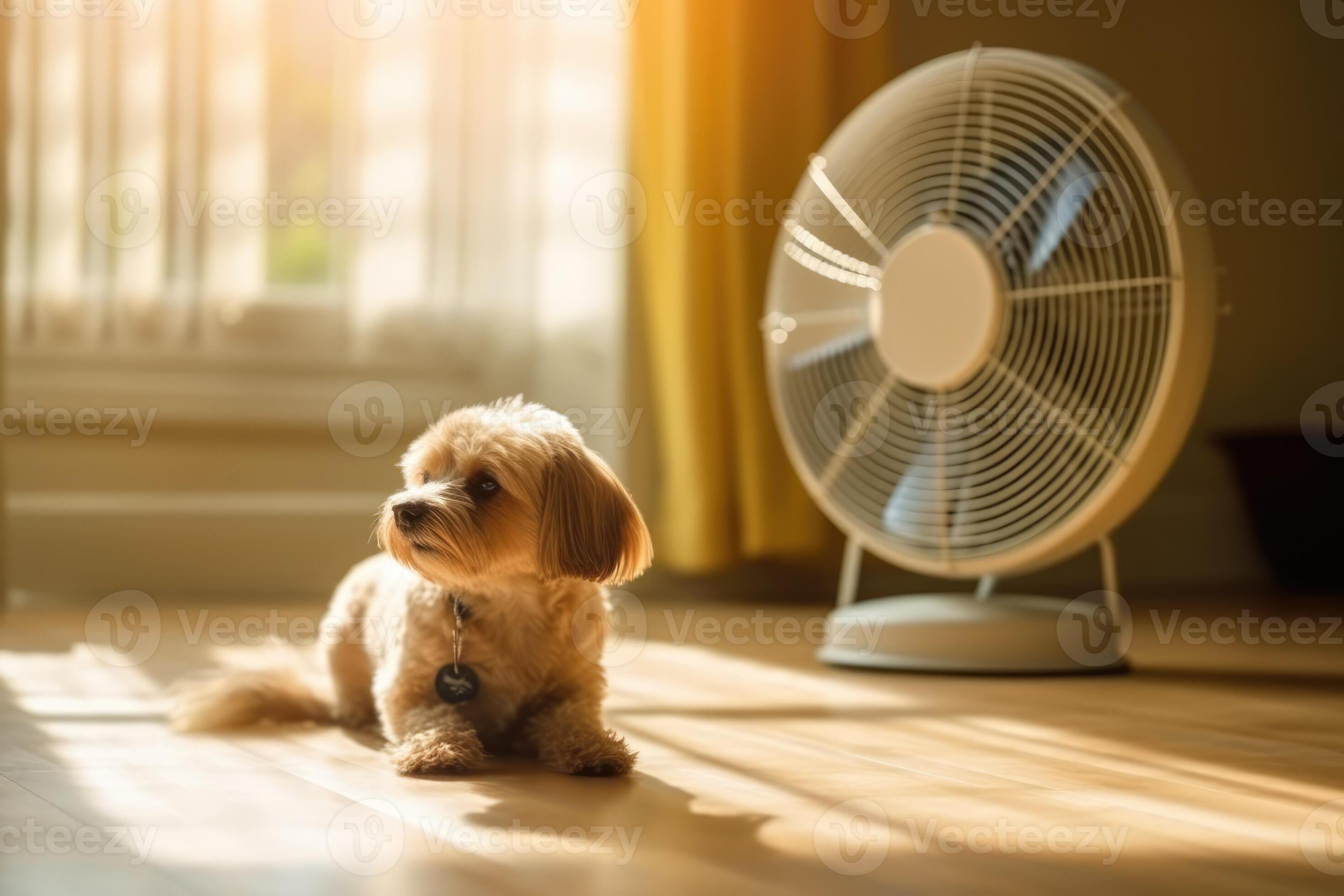 süß Hund Lügen auf cool Matte im heiß Tag suchen hoch, isoliert, Sommer-  Hitze. ai generiert 24512490 Stock-Photo bei Vecteezy