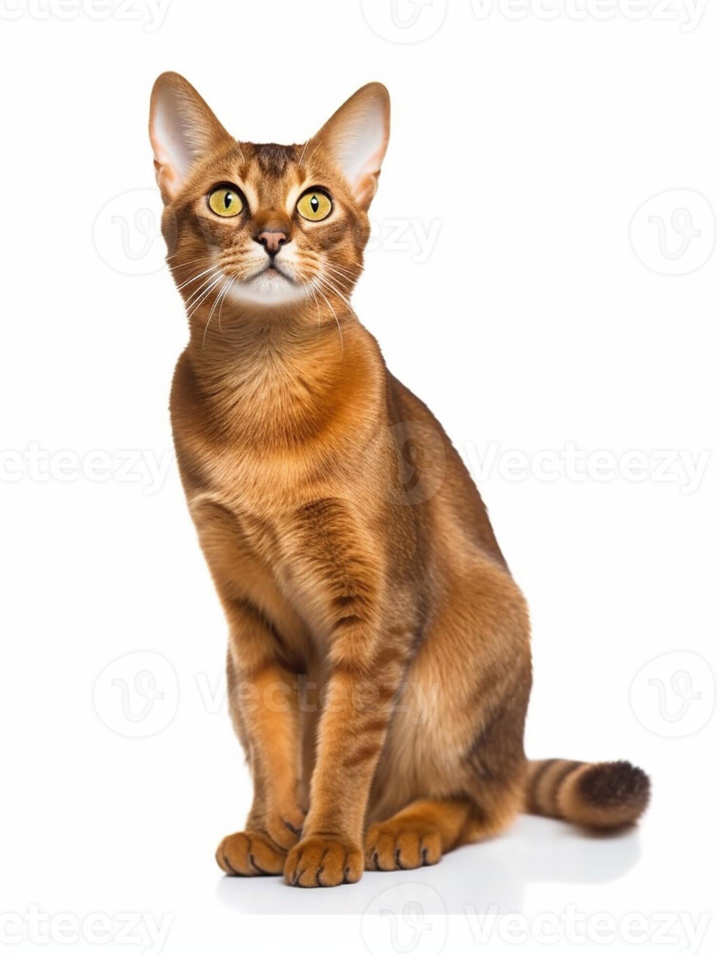 Abyssinian katze Auto Sonnenschutz, Abyssinian katze