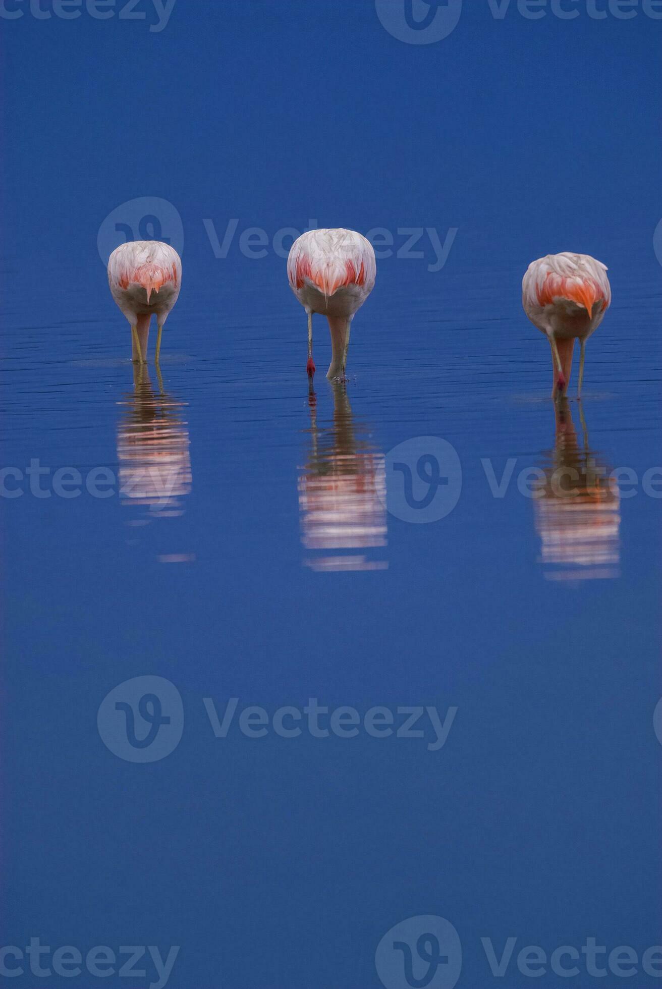 drei Flamingos Stehen im das Wasser mit ihr Köpfe Nieder 26596348  Stock-Photo bei Vecteezy