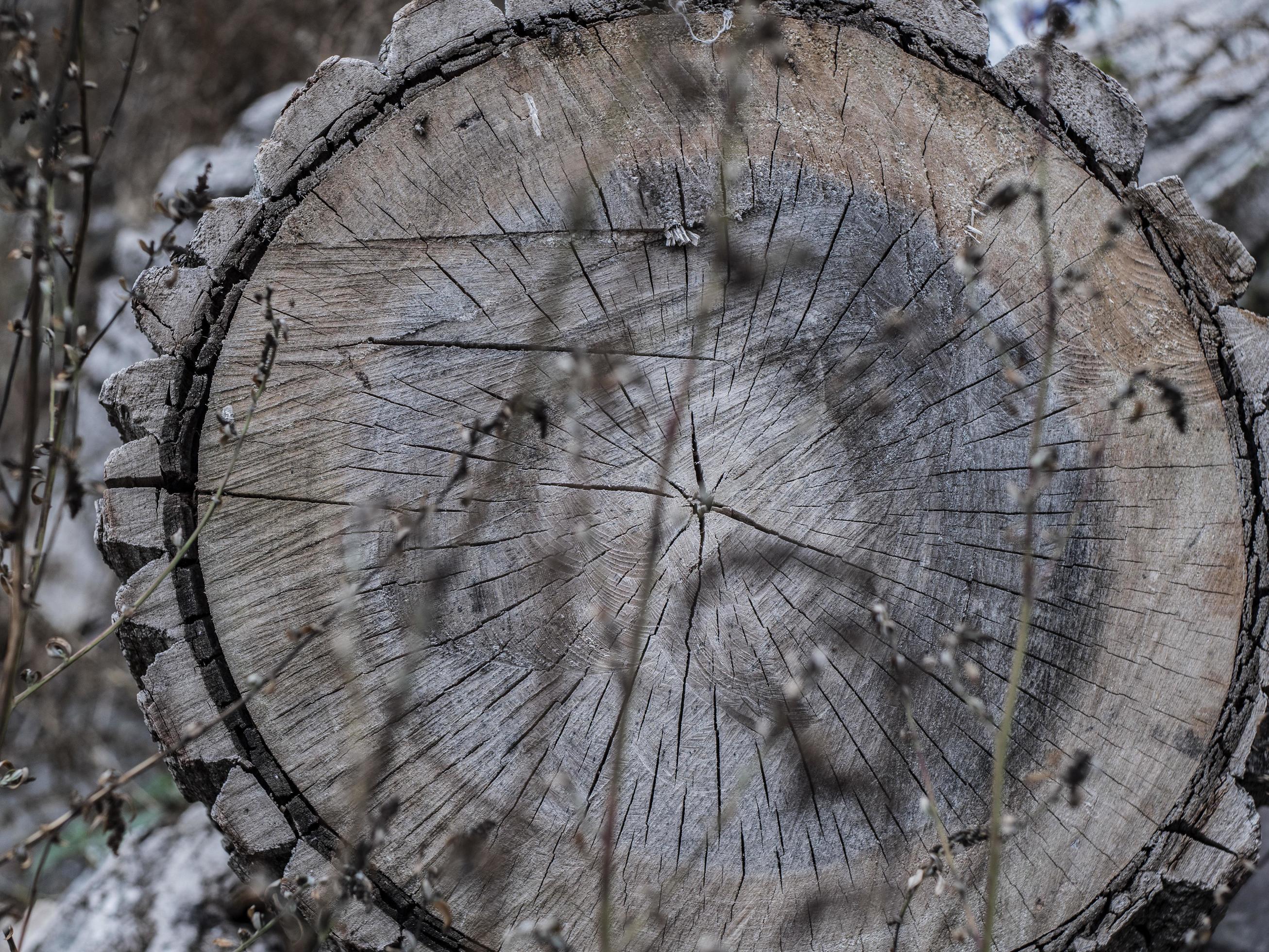 schöner trockener holzstumpf. rissige Holzstruktur auf Ahornstumpf foto