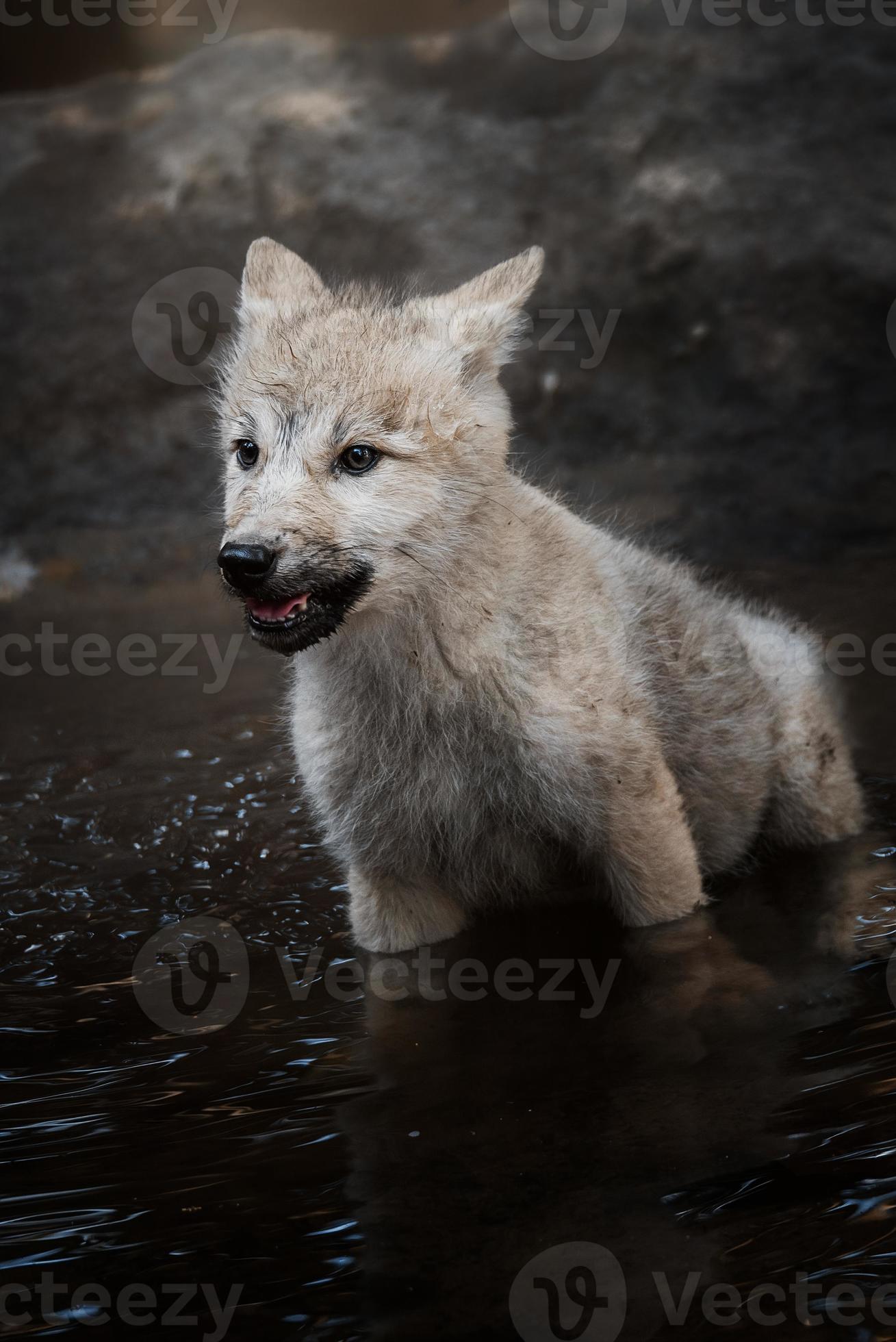 Polarwolf schönes Tier im Wald foto