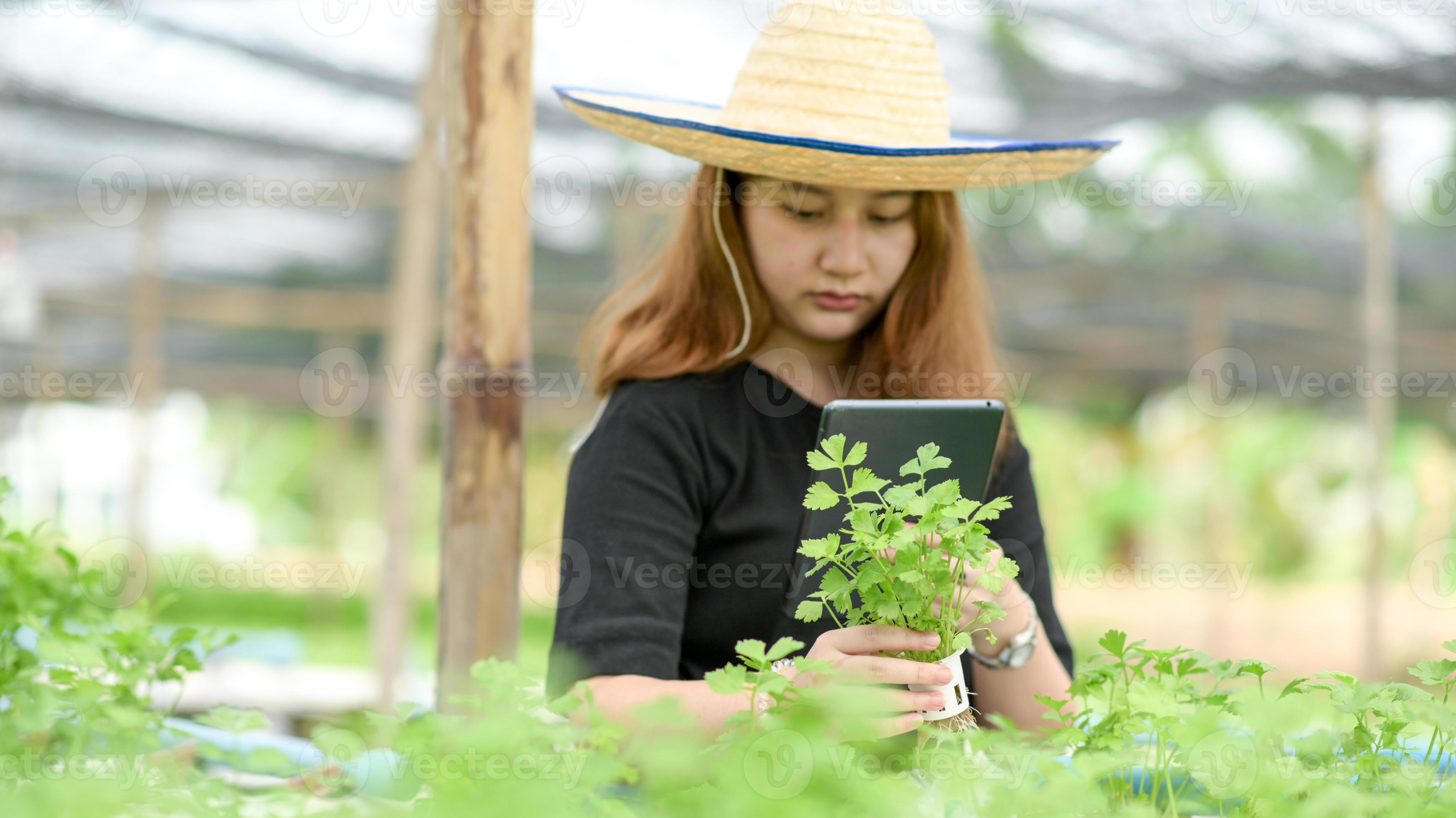 eine Frau mit Hut, die ein Tablet hält, das Gemüse in der Hand im Bio-Garten fotografiert. foto