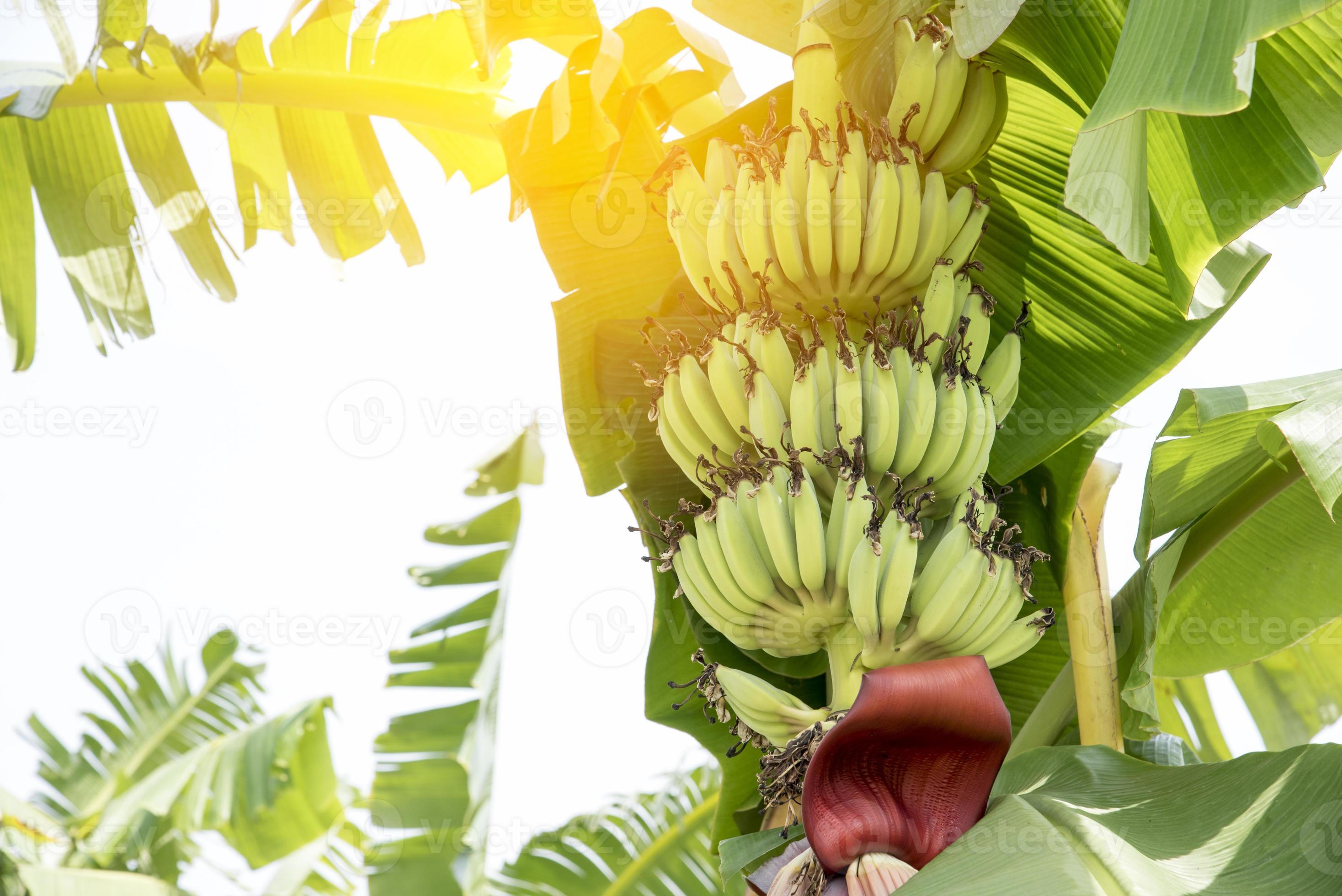 rohe Bananenfrucht mit Bananenblättern in der Natur foto