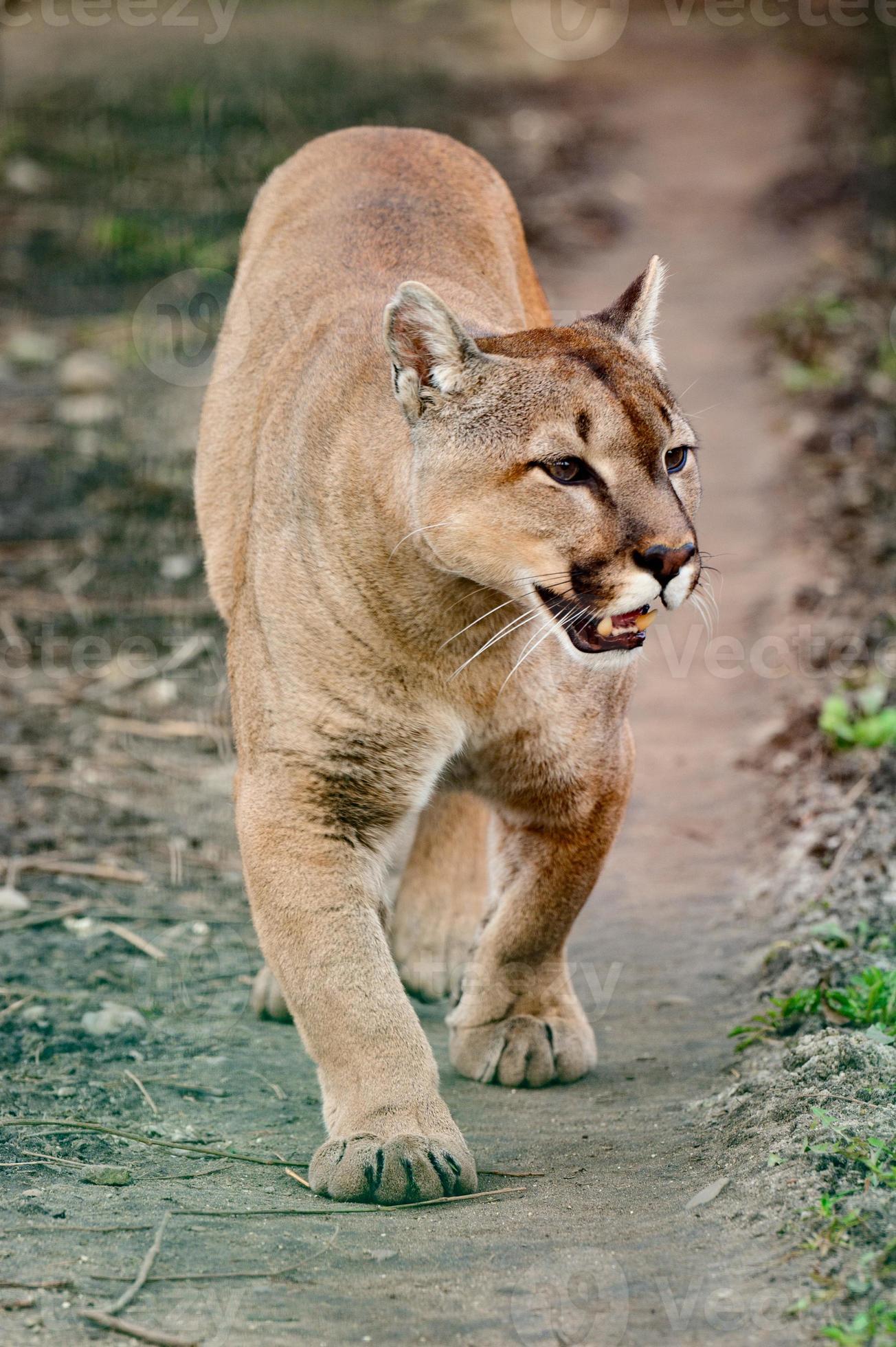 Puma, ein schönes Raubtier und ein Bewohner des Zoos, ein gefährliches  Tier. 3712556 Stock-Photo bei Vecteezy
