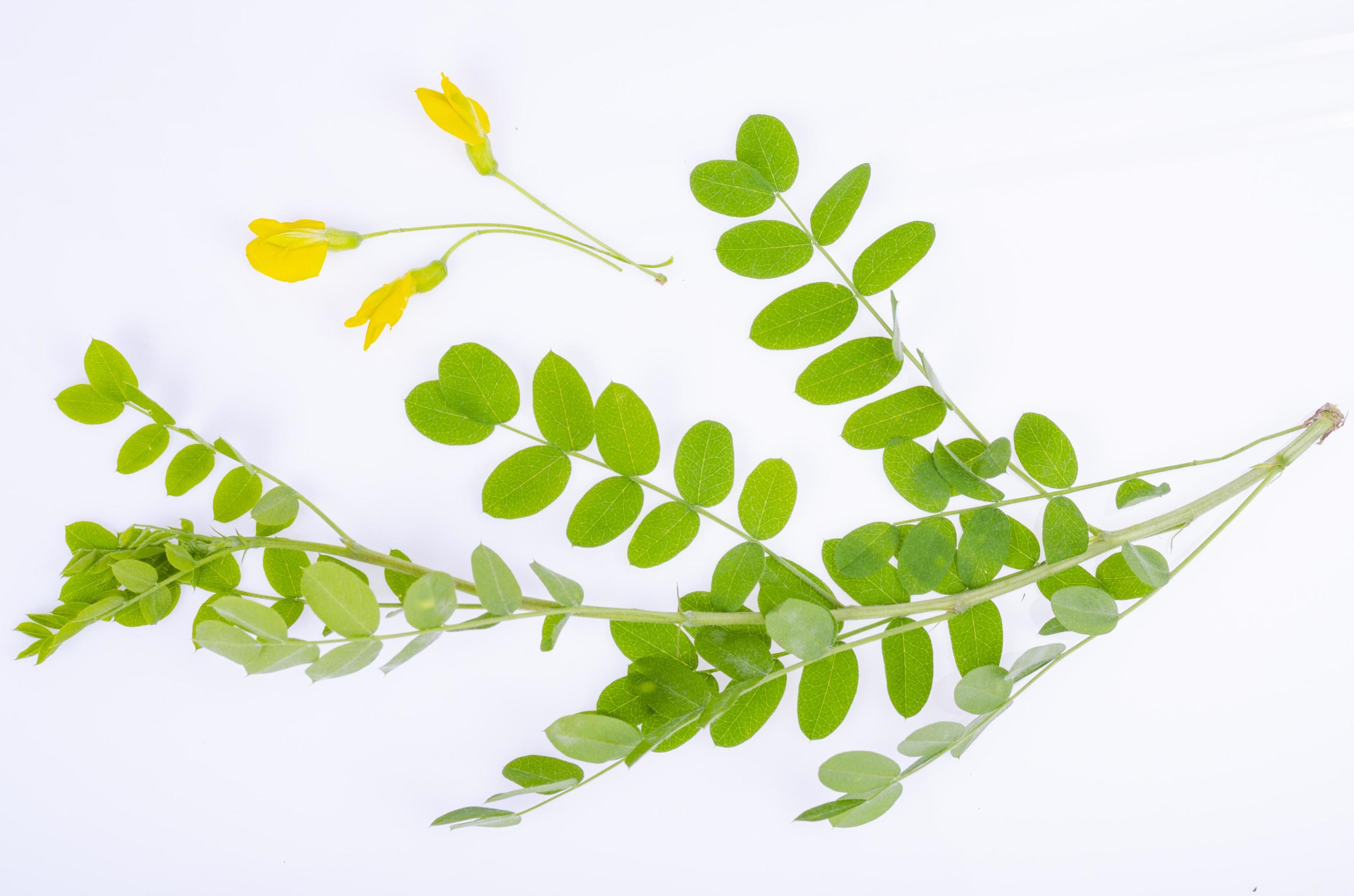 Akazienzweig mit gelben Blüten und grünen Blättern. Studiofoto foto