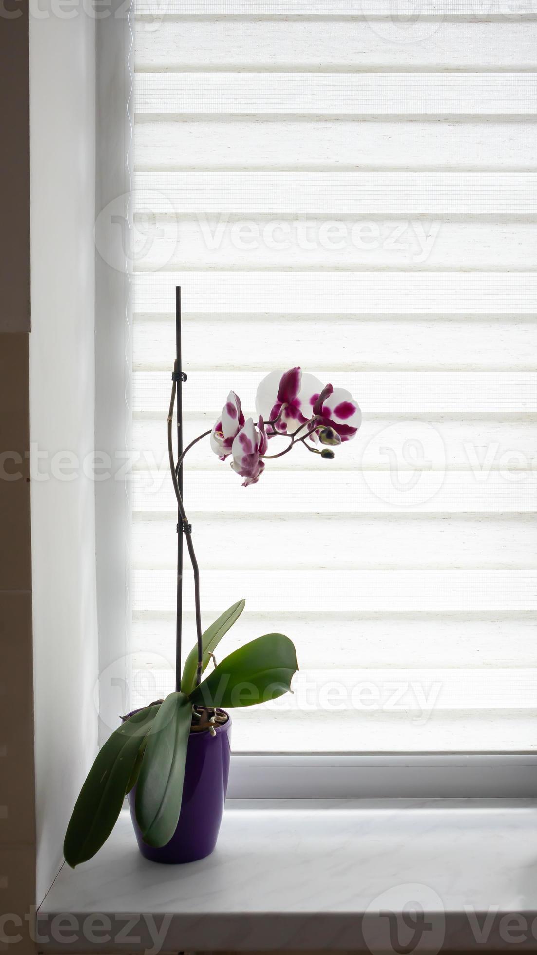 Innen-Rollos mit wunderschönem Blumen-Dekor Wer den floralen Style auch ans  Fenster holen möchte liegt mit …