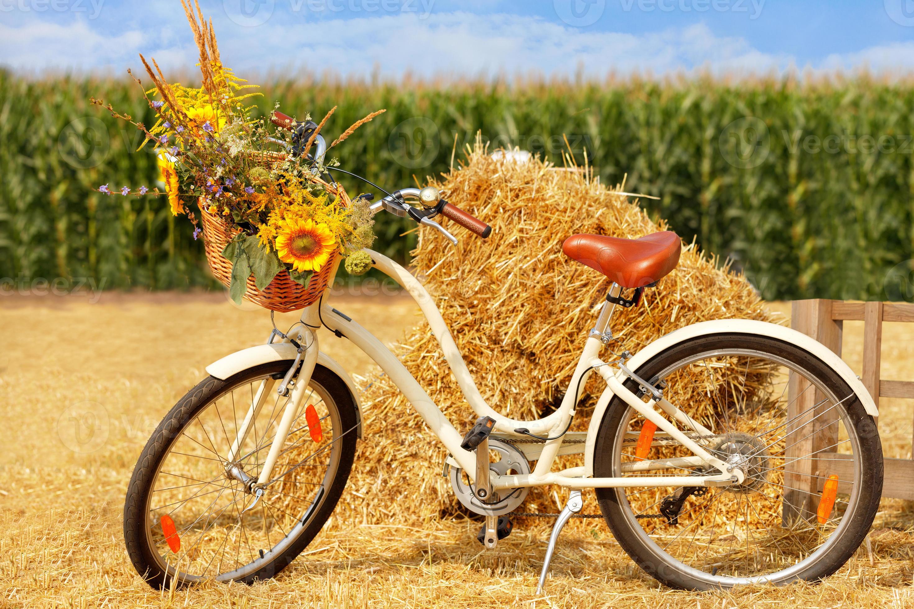 Damenfahrrad mit Korb, einem Strauß wilder Blumen vorne am Lenker vor dem  Hintergrund eines Strohhaufens und eines Maisfeldes in Unschärfe. 4705147  Stock-Photo bei Vecteezy