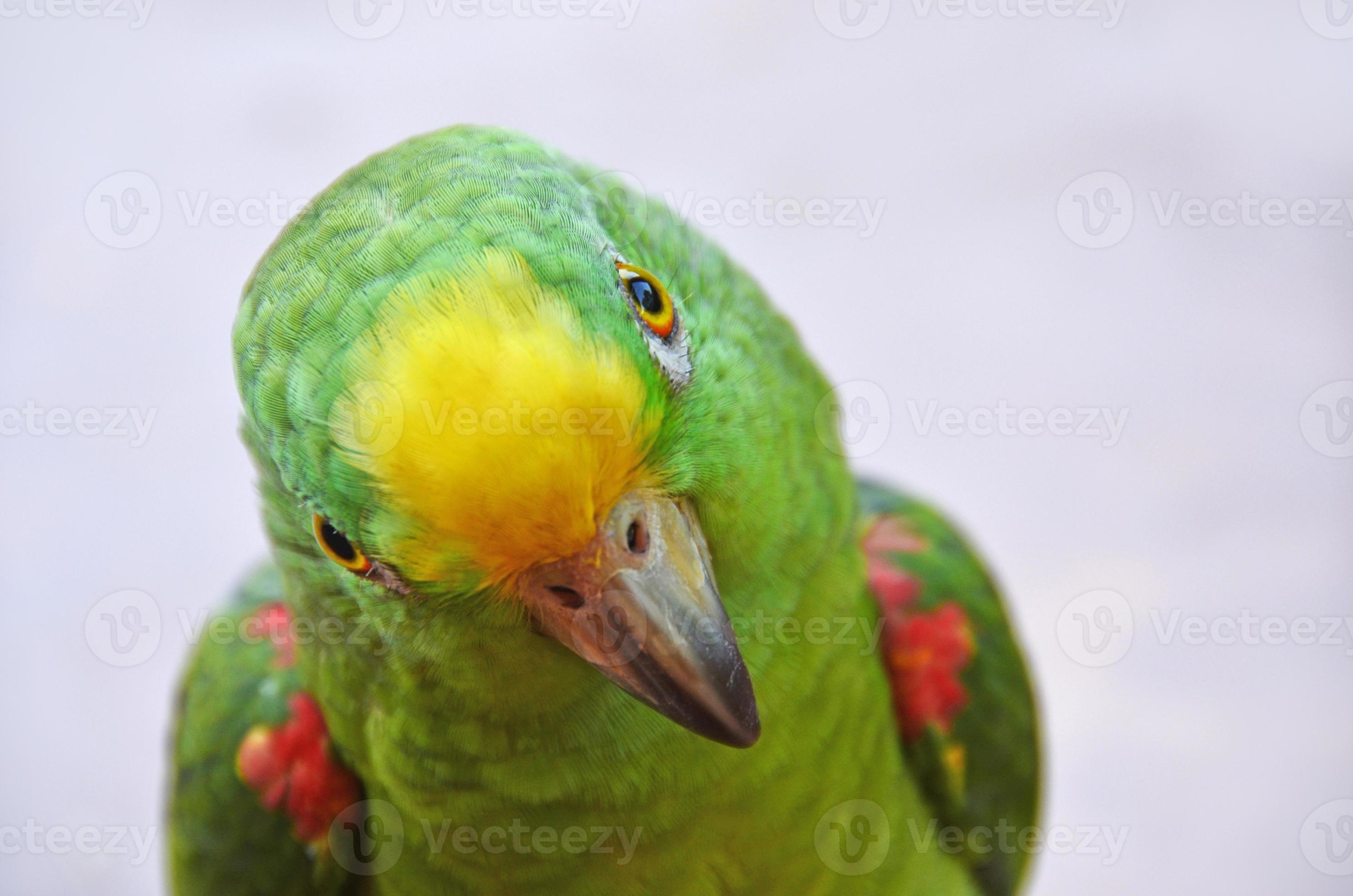 Papageienporträt foto