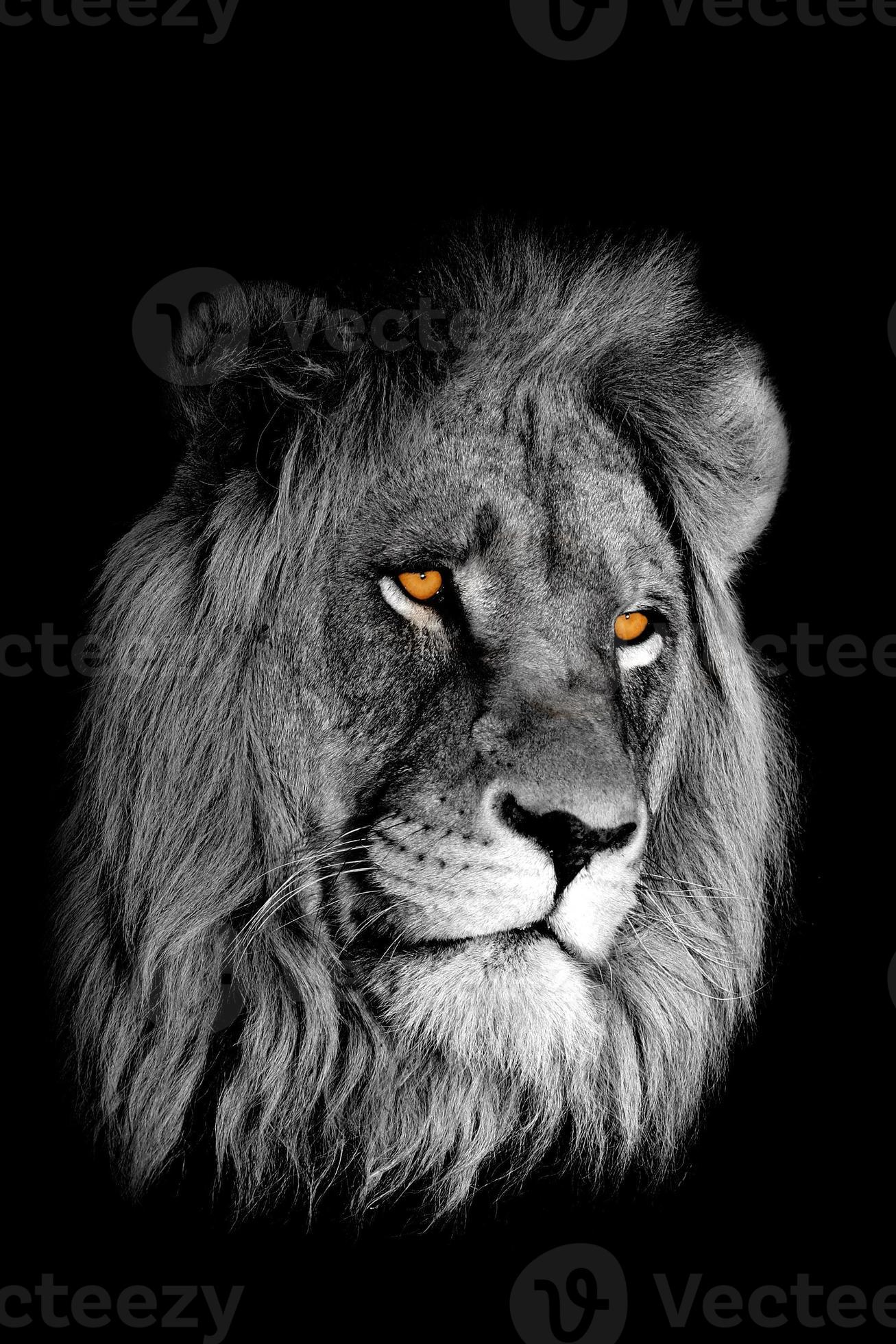 afrikanisches Löwenporträt foto