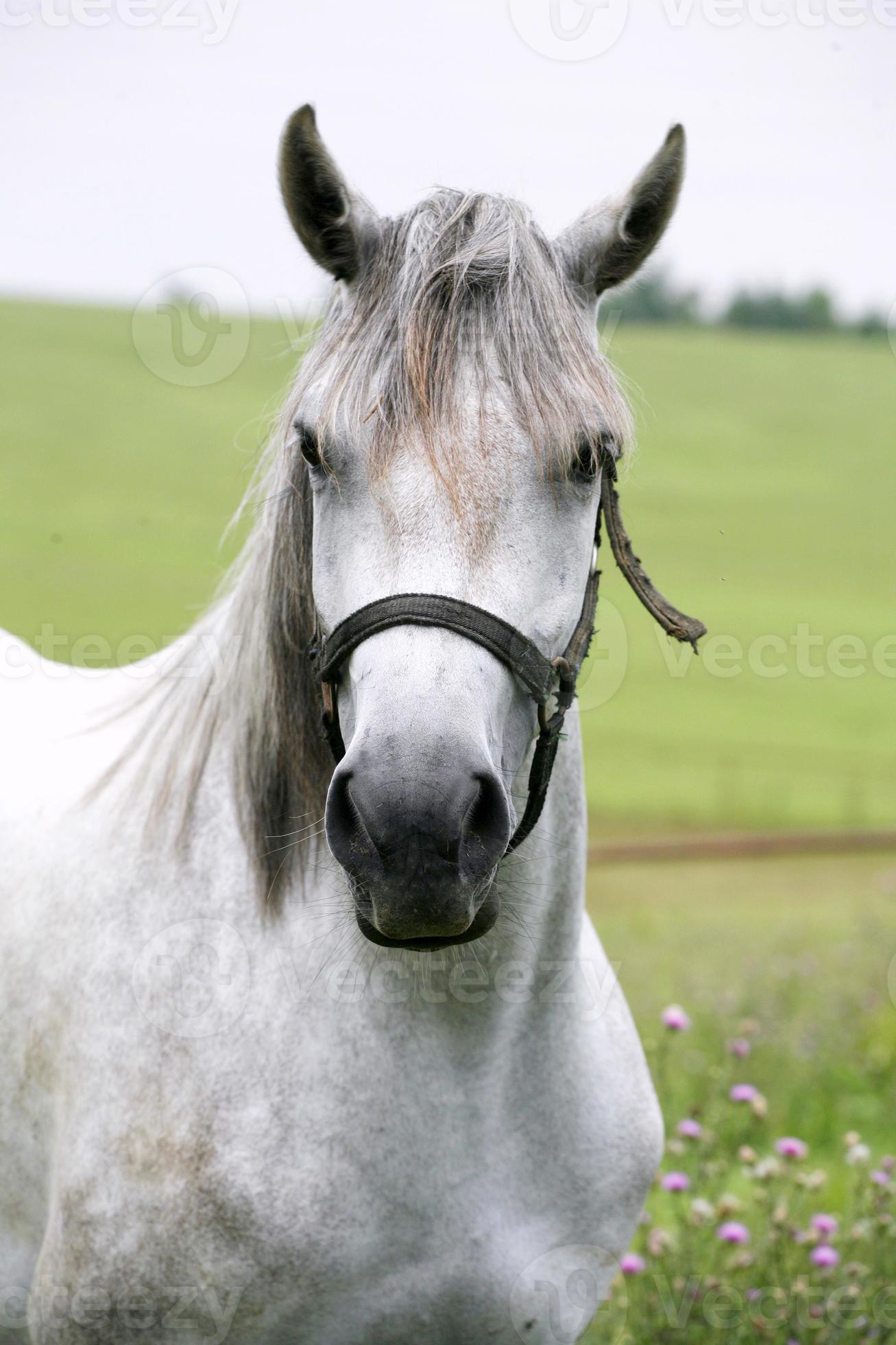 Porträt eines schönen arabischen weißen Pferdes foto