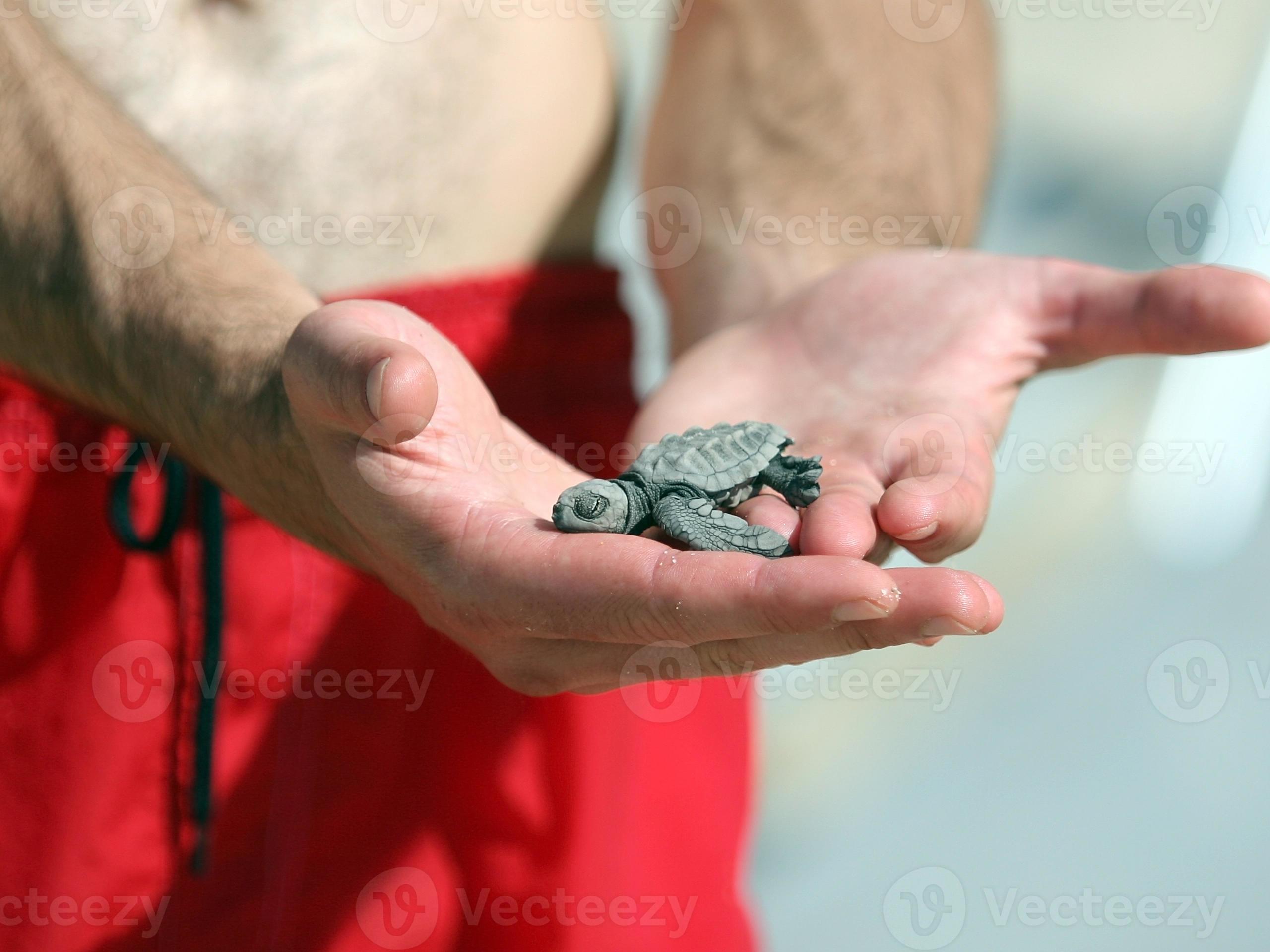 neugeborene Schildkröte foto