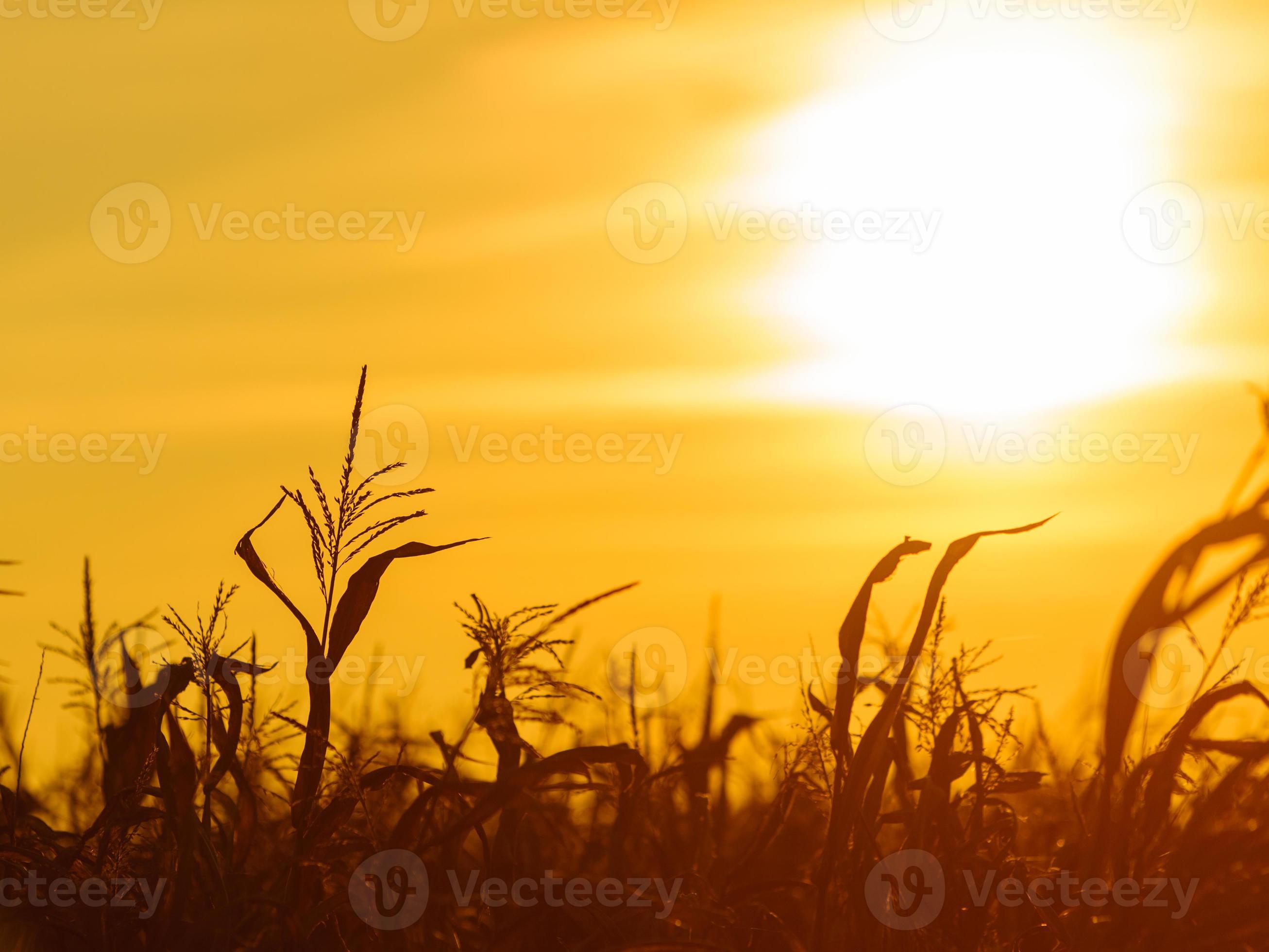 Maisfeld am gelben Sonnenuntergang foto
