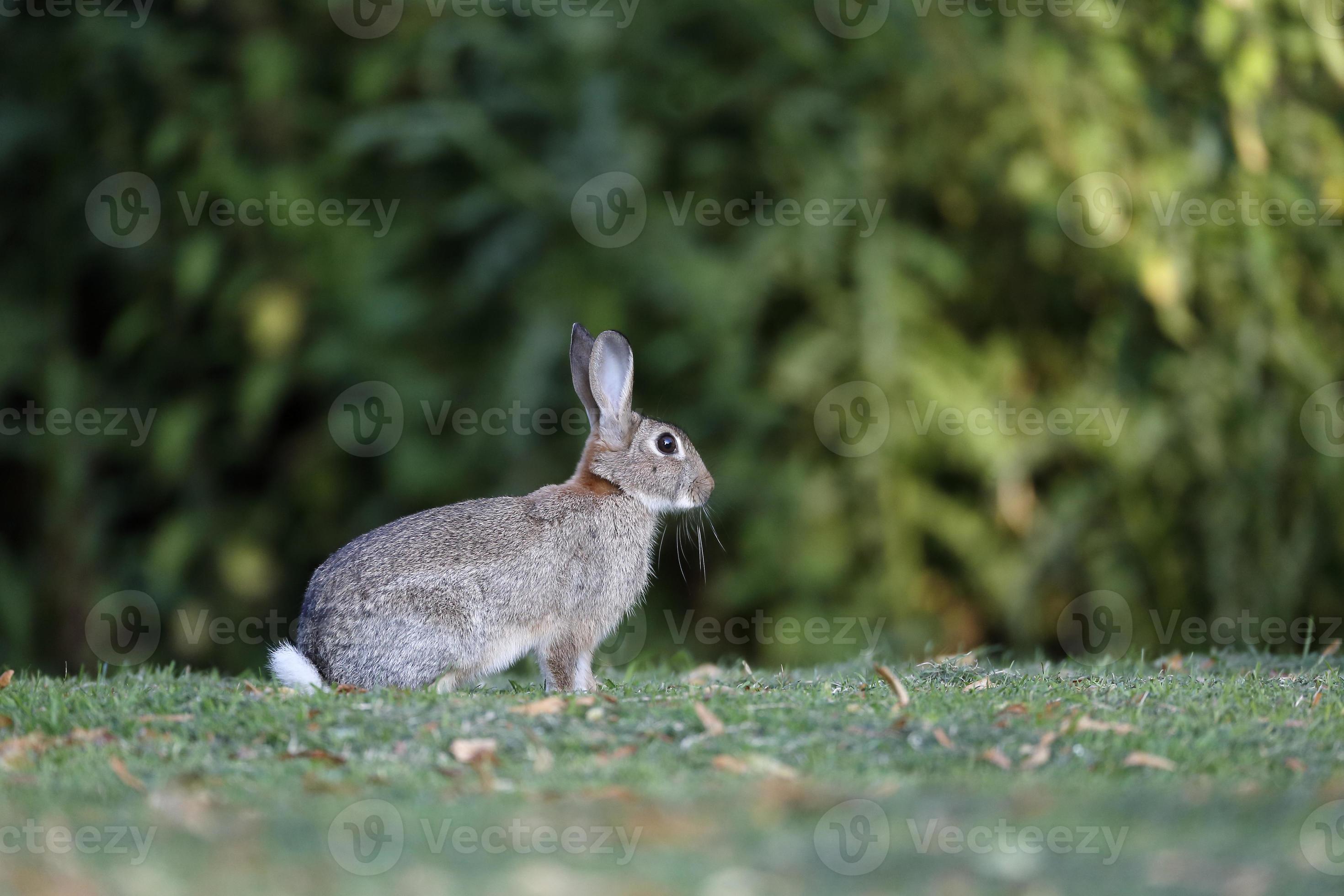 Kaninchen, Lepus Curpaeen foto
