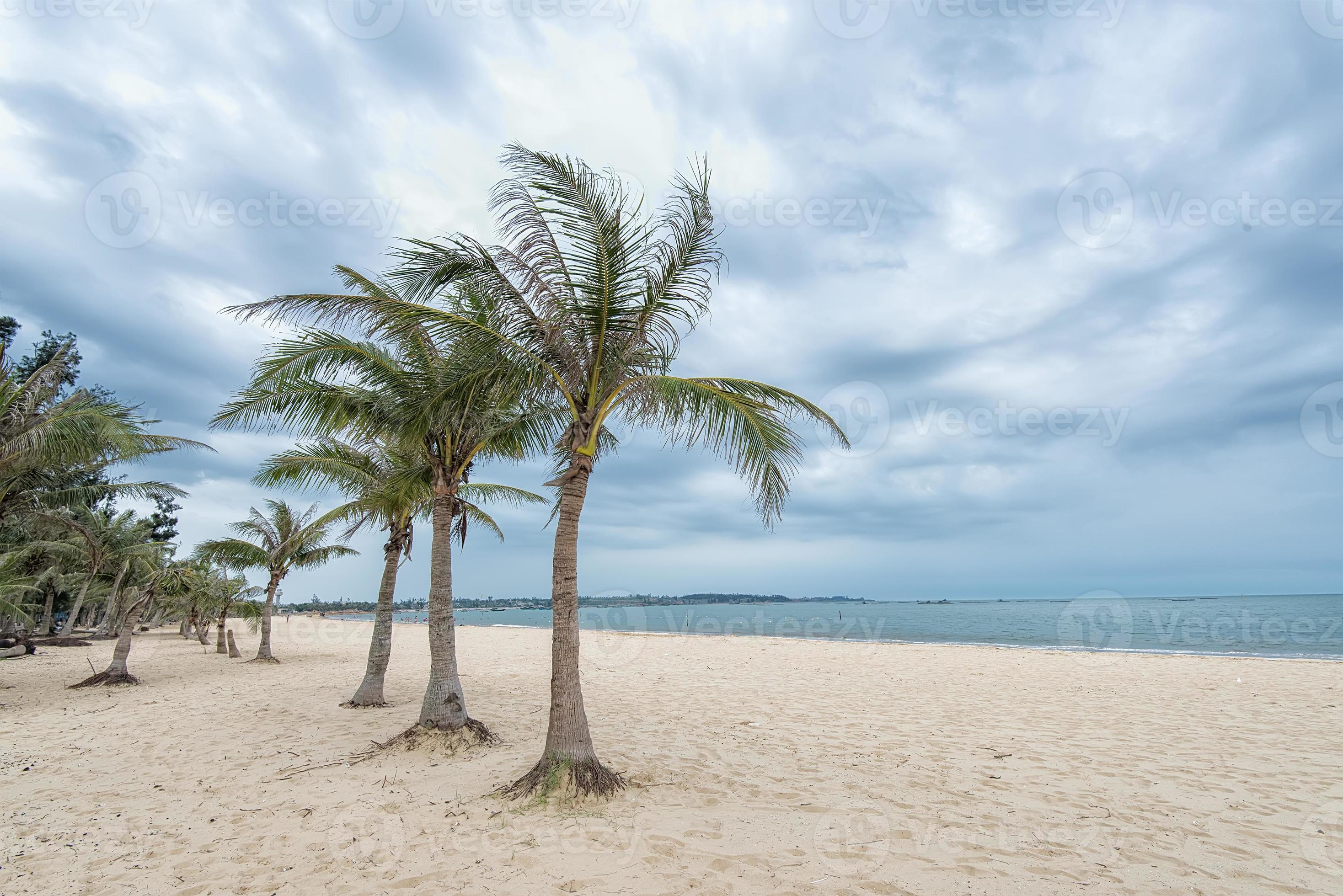 Strand mit Palmen gesäumt foto