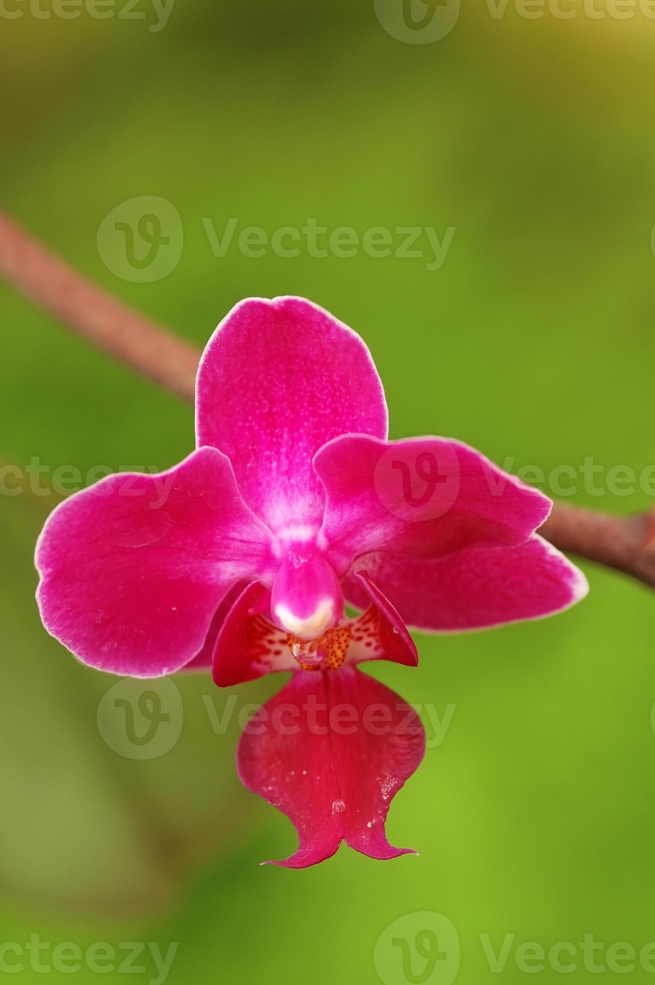 dunkelrosa Orchideenblume foto