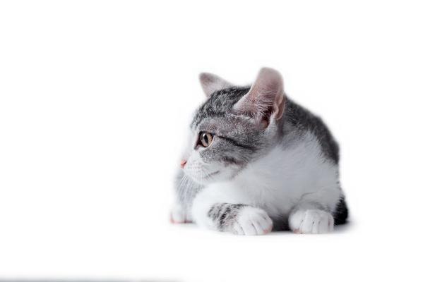getigerte Katze auf einem weißen Hintergrund 17521097 Stock-Photo bei  Vecteezy