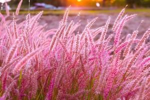 rosa blumenblüte auf dem feld. selektiver fokus, schönes wachsen und blumen auf der wiese, die im sonnenunterganghintergrund blühen foto