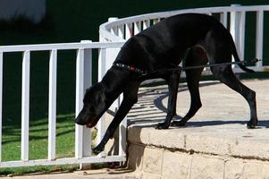 Hund für einen Spaziergang in einem Stadtpark am Meer foto