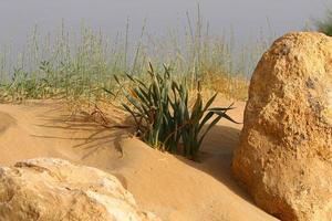 Sanddüne am Ufer des Mittelmeers im Norden Israels. foto