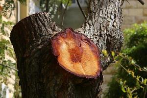 Alter verfaulter Baumstumpf im Stadtpark. foto