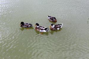 Enten am Ufer eines Süßwassersees. foto
