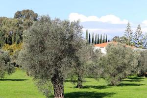 15. Januar 2022 . Bahai-Gärten in der Stadt Haifa. foto