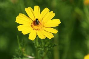 Chrysanthemen blühen in einem Stadtpark im Norden Israels. foto