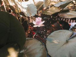 lotusrosa blume im teich, wasserlillige hülsenblätter schwimmend. Sommerblüte. grüner naturhintergrund. foto