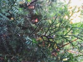 Immergrüne Thuja ist krank. Behandlung von Pflanzenkrankheiten durch Milbenparasiten. Gartenhilfe zum Kraut foto