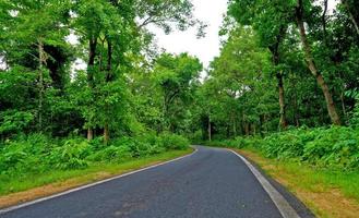 die saubere straße biegt in den tiefgrünen wald von dargbadi, odisha foto