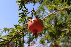 Reife Granatäpfel auf einem Baum in einem Stadtpark. foto