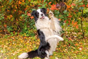 lustiger lächelnder Hündchen-Border-Collie, der springend auf buntem Laubhintergrund des Herbstes im Park im Freien spielt. Hund beim Spaziergang im Herbsttag. hallo konzept für kaltes wetter im herbst. foto