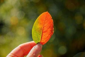 Nahaufnahme natürlichen Herbst Herbstansicht Frauenhände, die rotes orangefarbenes Blatt auf dunklem Parkhintergrund halten. inspirierende natur oktober oder september hintergrundbild. wechsel der jahreszeiten konzept. foto