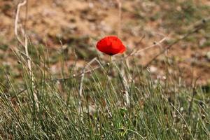 Sommerblumen in einem Stadtpark in Israel. foto