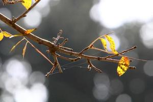 Spinnennetze - Spinnweben auf Ästen und Blättern von Bäumen in einem Stadtpark. foto