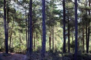 hohe Bäume in einem Wald im Norden Israels foto