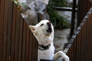 Der Hund sitzt hinter einem hohen Zaun. foto