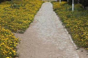 Straße zum Wandern im Stadtpark. foto